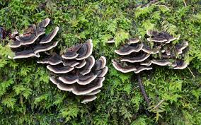 Attēlu rezultāti vaicājumam “Trametes versicolor”