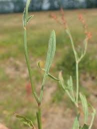 Attēlu rezultāti vaicājumam “Rumex acetosa bud”