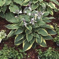 Image result for Hosta fortunei albomarginata