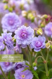 Image result for Geranium `Summer Skies`