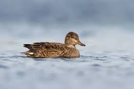 Attēlu rezultāti vaicājumam “Anas crecca”