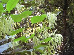 Attēlu rezultāti vaicājumam “Reynoutria sachalinensis flower”