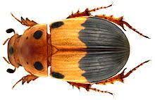 Attēlu rezultāti vaicājumam “Aphodius subterraneus”