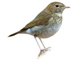 Image result for Luscinia sibilans