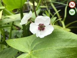 Attēlu rezultāti vaicājumam “Sagittaria sagittifolia leaf”