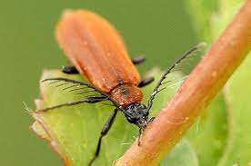 Attēlu rezultāti vaicājumam “Schizotus pectinicornis larva”