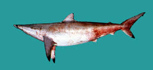 Image result for Carcharhinus brevipinna