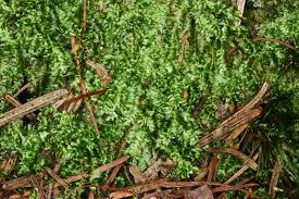 Attēlu rezultāti vaicājumam “Plagiothecium laetum”