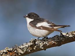 Attēlu rezultāti vaicājumam “Ficedula hypoleuca”