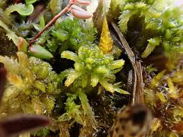 Attēlu rezultāti vaicājumam “Sphagnum inundatum”