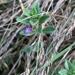 Attēlu rezultāti vaicājumam “Acinos arvensis leaf”