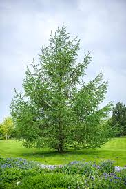 Attēlu rezultāti vaicājumam “Larix kaempferi”