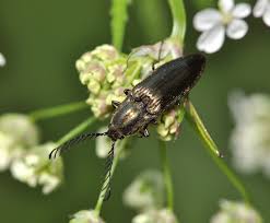 Attēlu rezultāti vaicājumam “Ctenicera pectinicornis male”