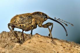 Attēlu rezultāti vaicājumam “Curculio venosus”