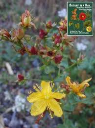 Image result for Hypericum perforatum