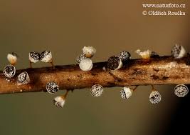 Attēlu rezultāti vaicājumam “Craterium leucocephalum spores”