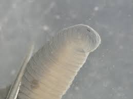 Attēlu rezultāti vaicājumam “Haemopis sanguisuga”