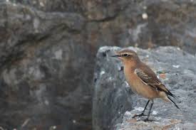 Attēlu rezultāti vaicājumam “Oenanthe oenanthe female”