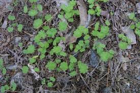 Attēlu rezultāti vaicājumam “Geranium molle”