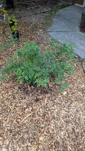 Attēlu rezultāti vaicājumam “Diplolepis bicolor”