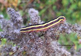 Attēlu rezultāti vaicājumam “Trichia contorta macro”