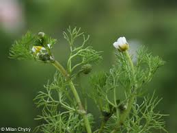 Attēlu rezultāti vaicājumam “Batrachium”