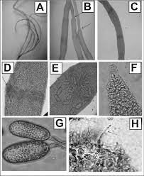 Attēlu rezultāti vaicājumam “Lemanea fluviatilis”