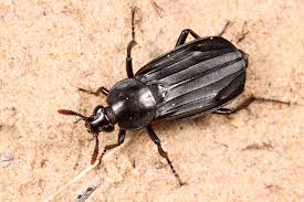 Attēlu rezultāti vaicājumam “Necrodes littoralis”