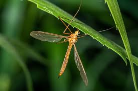 Attēlu rezultāti vaicājumam “Cribraria ferruginea macro”