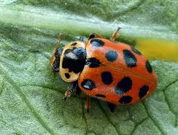 Attēlu rezultāti vaicājumam “Hippodamia tredecimpunctata”