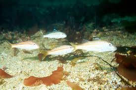 Image result for Mullus surmuletus