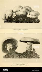 Attēlu rezultāti vaicājumam “Reticularia lycoperdon young”