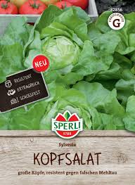 Image result for Kopfsalat