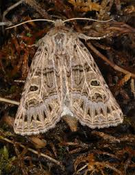 Attēlu rezultāti vaicājumam “Tholera decimalis”