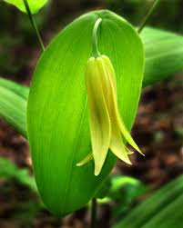 Attēlu rezultāti vaicājumam “Colchicaceae”