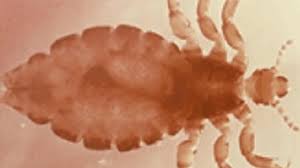 Attēlu rezultāti vaicājumam “Licea pusilla”