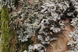 Attēlu rezultāti vaicājumam “Lobaria amplissima”