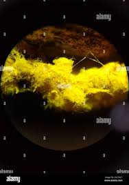 Attēlu rezultāti vaicājumam “Oligonema favogineum”