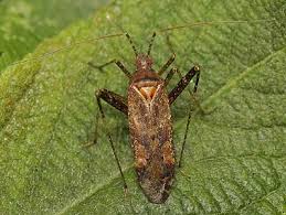 Attēlu rezultāti vaicājumam “Phytocoris varipes”