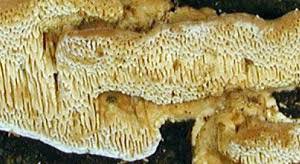 Attēlu rezultāti vaicājumam “Antrodia malicola”