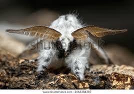 Attēlu rezultāti vaicājumam “Cerura vinula”