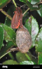 Attēlu rezultāti vaicājumam “Phragmatobia fuliginosa imago”