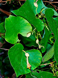 Attēlu rezultāti vaicājumam “Aristolochiaceae”