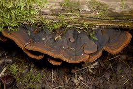 Attēlu rezultāti vaicājumam “Hymenochaete rubiginosa”