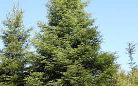 Attēlu rezultāti vaicājumam “Abies”