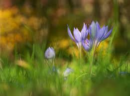 Attēlu rezultāti vaicājumam “Crocus speciosus flower”