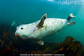 Image result for Halichoerus grypus