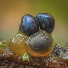 Attēlu rezultāti vaicājumam “Colloderma oculatum”