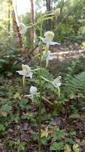 Attēlu rezultāti vaicājumam “Platanthera chlorantha”