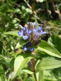 Attēlu rezultāti vaicājumam “Gentiana cruciata leaf”